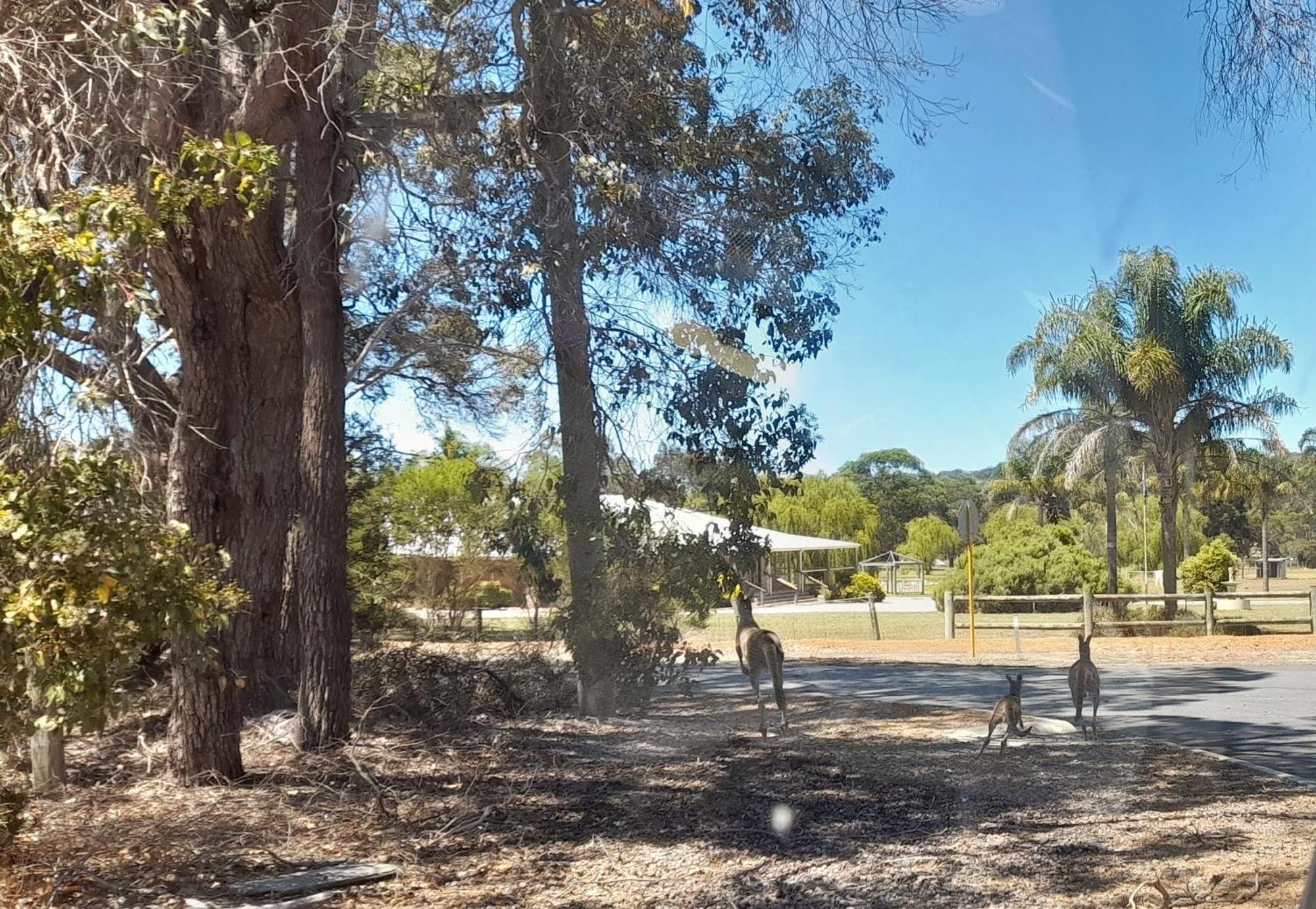 101 Oatlands Motel Mount Barker Exterior foto
